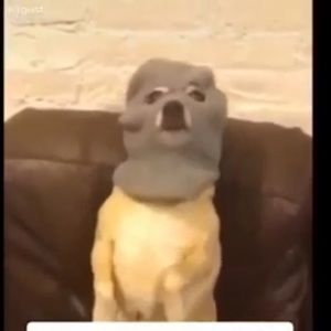 Meet your Posher, Henry